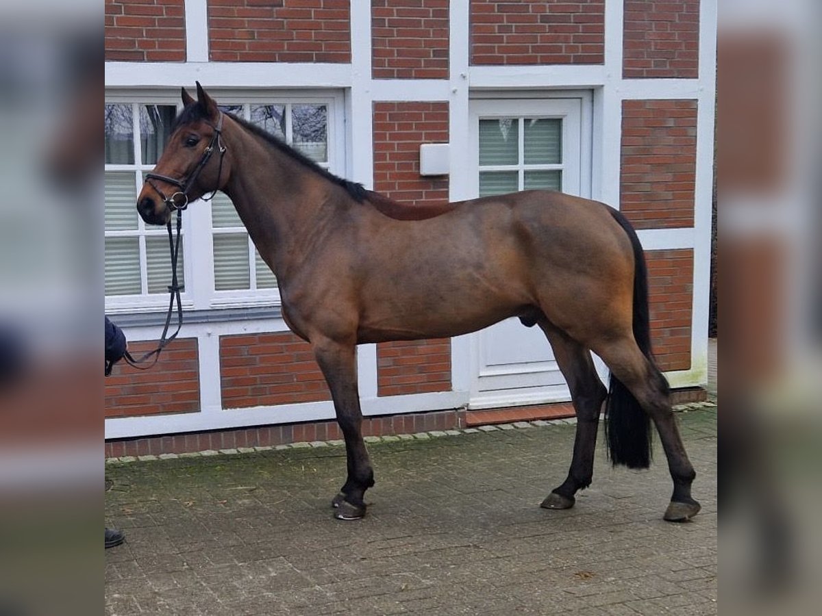 Anglo European Studbook Caballo castrado 8 años 166 cm Castaño in Fredenbeck