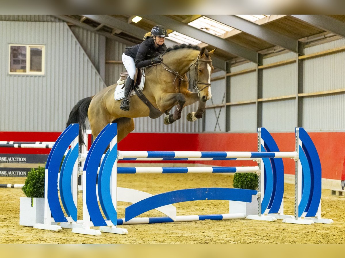 Anglo European Studbook Caballo castrado 8 años 180 cm Castaño in Waddinxveen