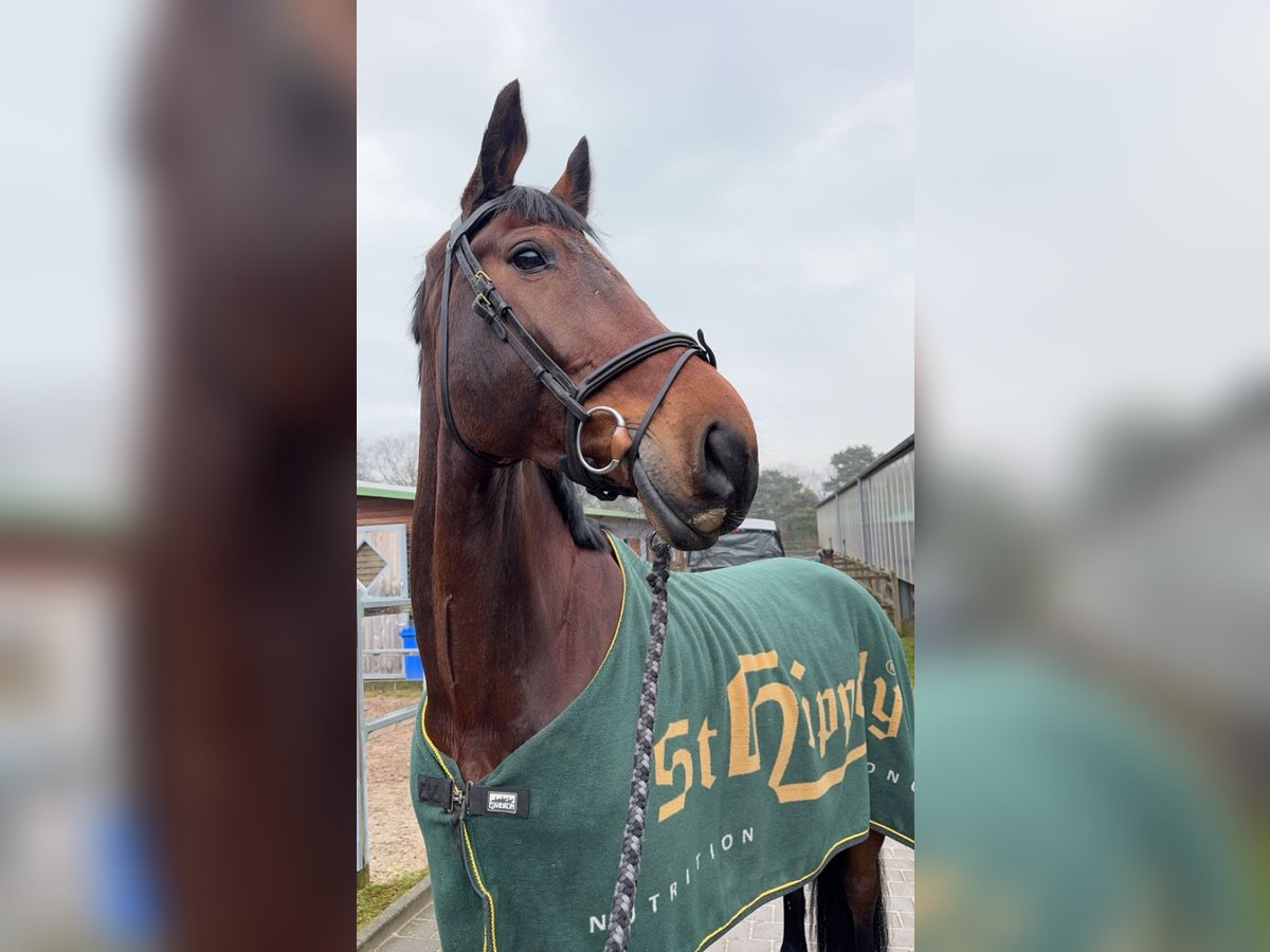 Anglo European Studbook Gelding 10 years 17,1 hh Brown in R&#xF6;dermark