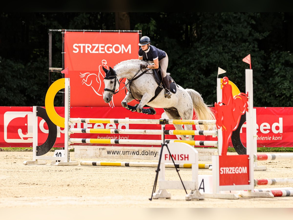 Anglo European Studbook Gelding 11 years 16 hh Grey in Wa&#x142;brzych