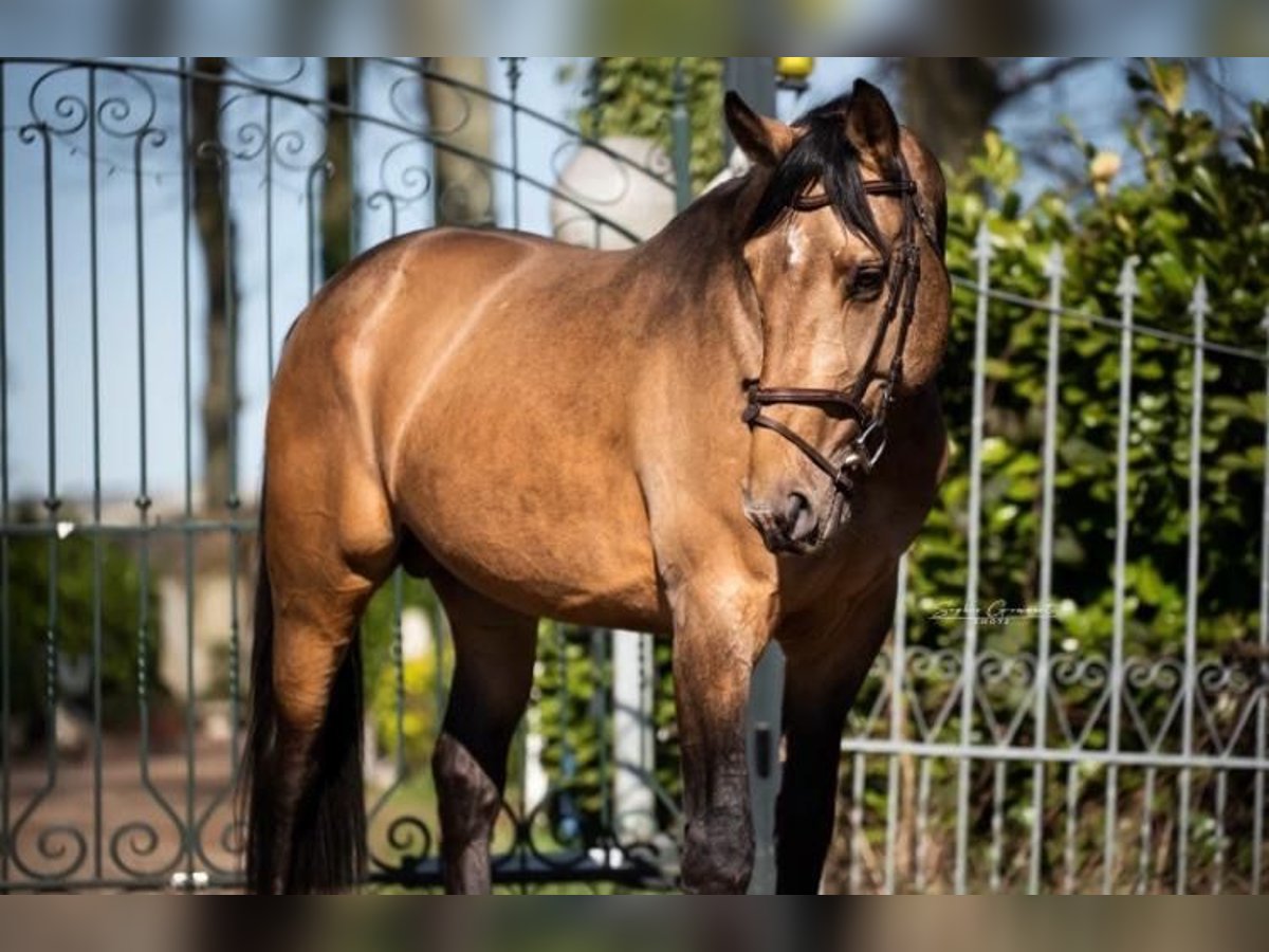 Anglo European Studbook Gelding 11 years 17 hh in Heusden zolder