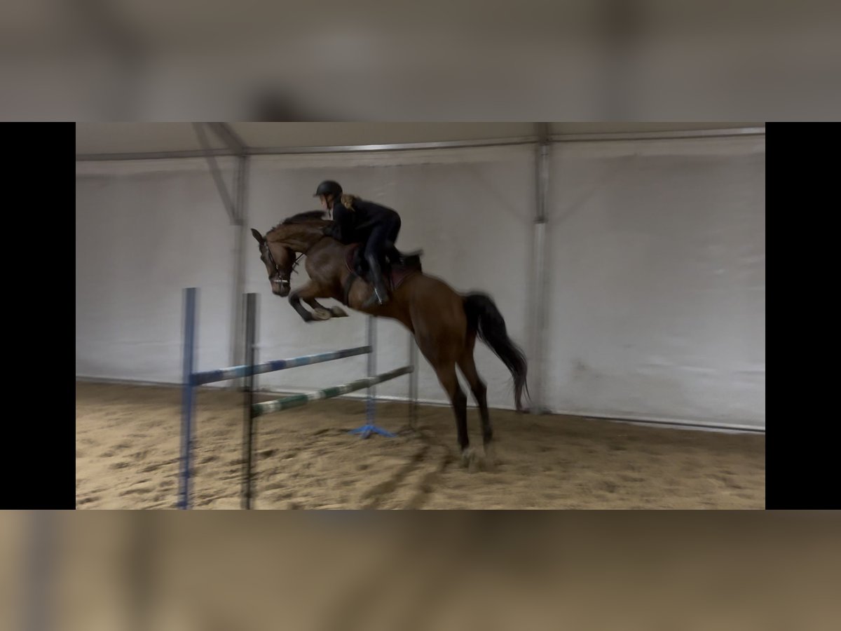 Anglo European Studbook Gelding 13 years 17 hh Brown in Byt&#xF3;w