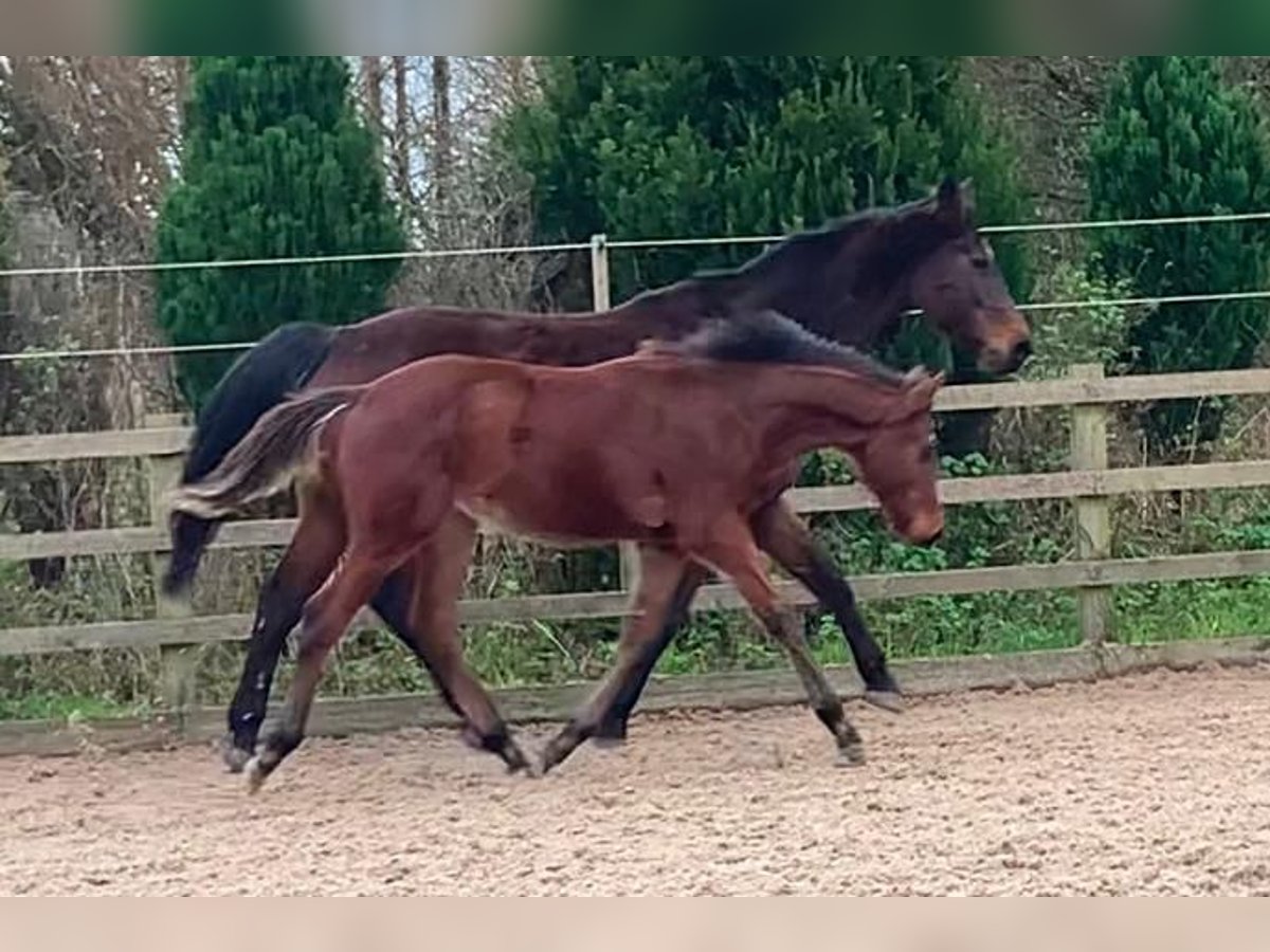 Anglo European Studbook Gelding 1 year Bay in Hampshire