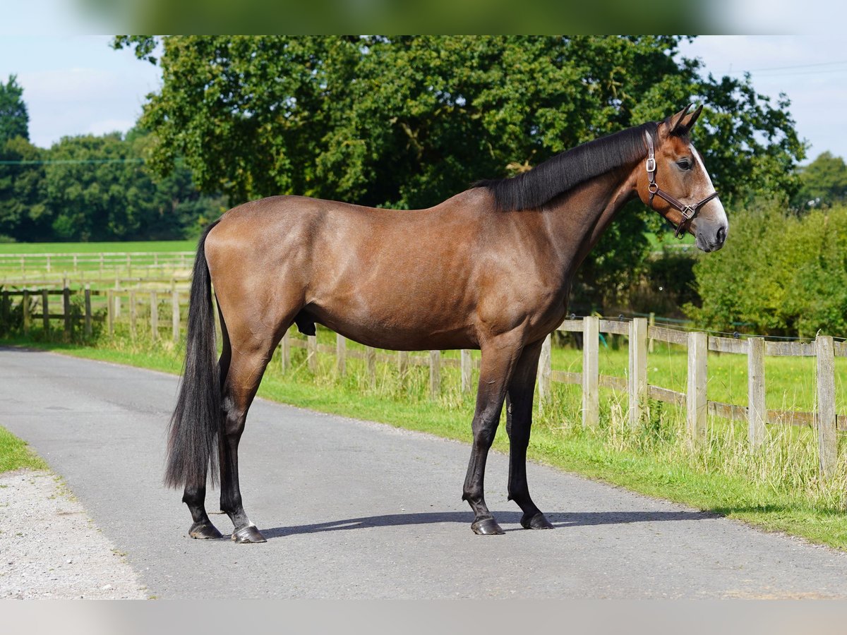 Anglo European Studbook Gelding 3 years 16,2 hh Roan-Bay in Northwich, Cheshire