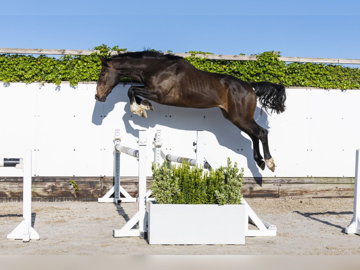Anglo European Studbook Gelding 3 years 16 hh in Waddinxveen