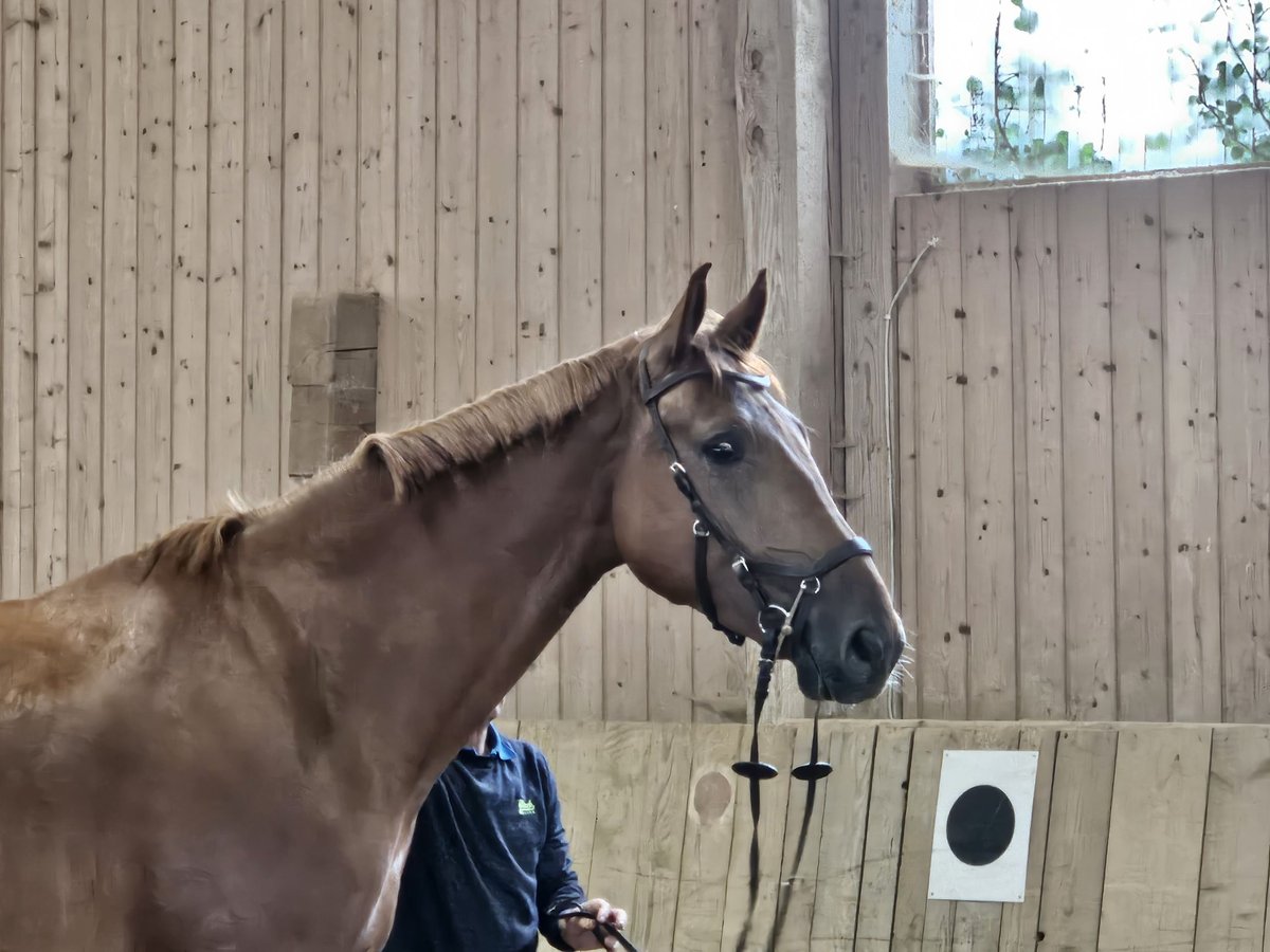 Anglo European Studbook Gelding 3 years 17,1 hh Chestnut-Red in Wessobrunn