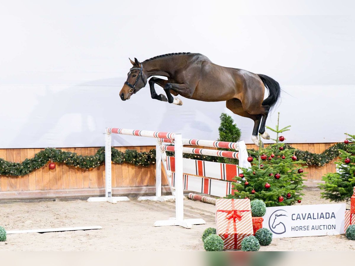 Anglo European Studbook Gelding 3 years Brown in Pozna&#x144;