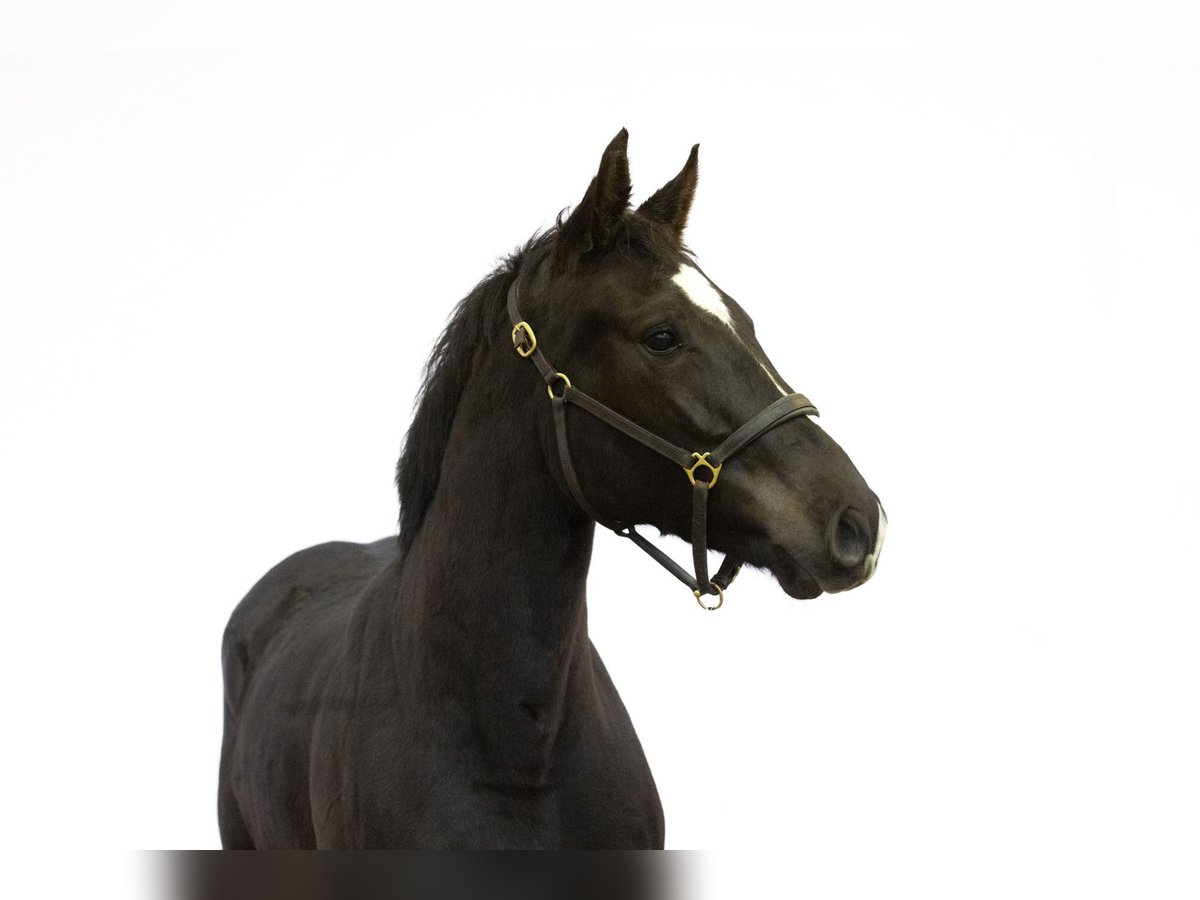 Anglo European Studbook Gelding 4 years 15,3 hh Black in Waddinxveen