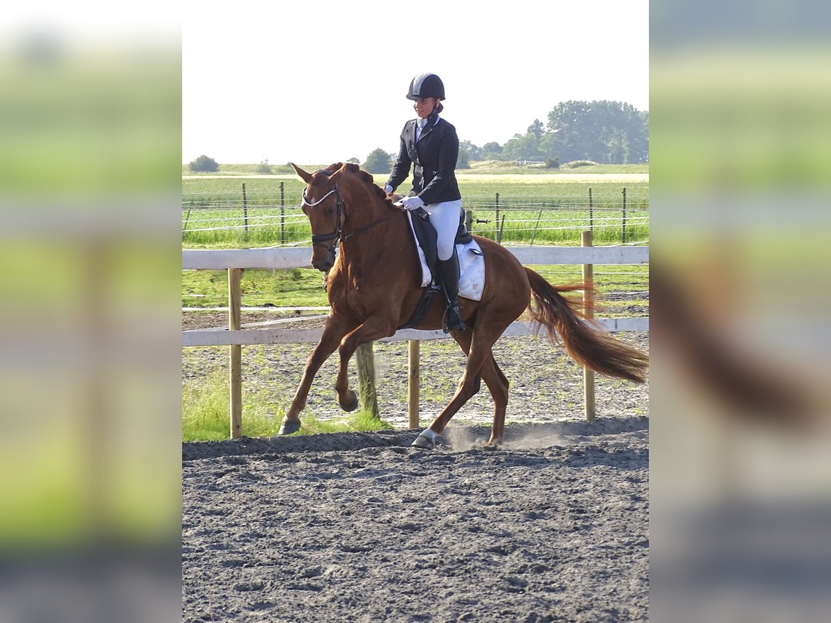 Anglo European Studbook Gelding 4 years 16 hh Sorrel in Sauwerd