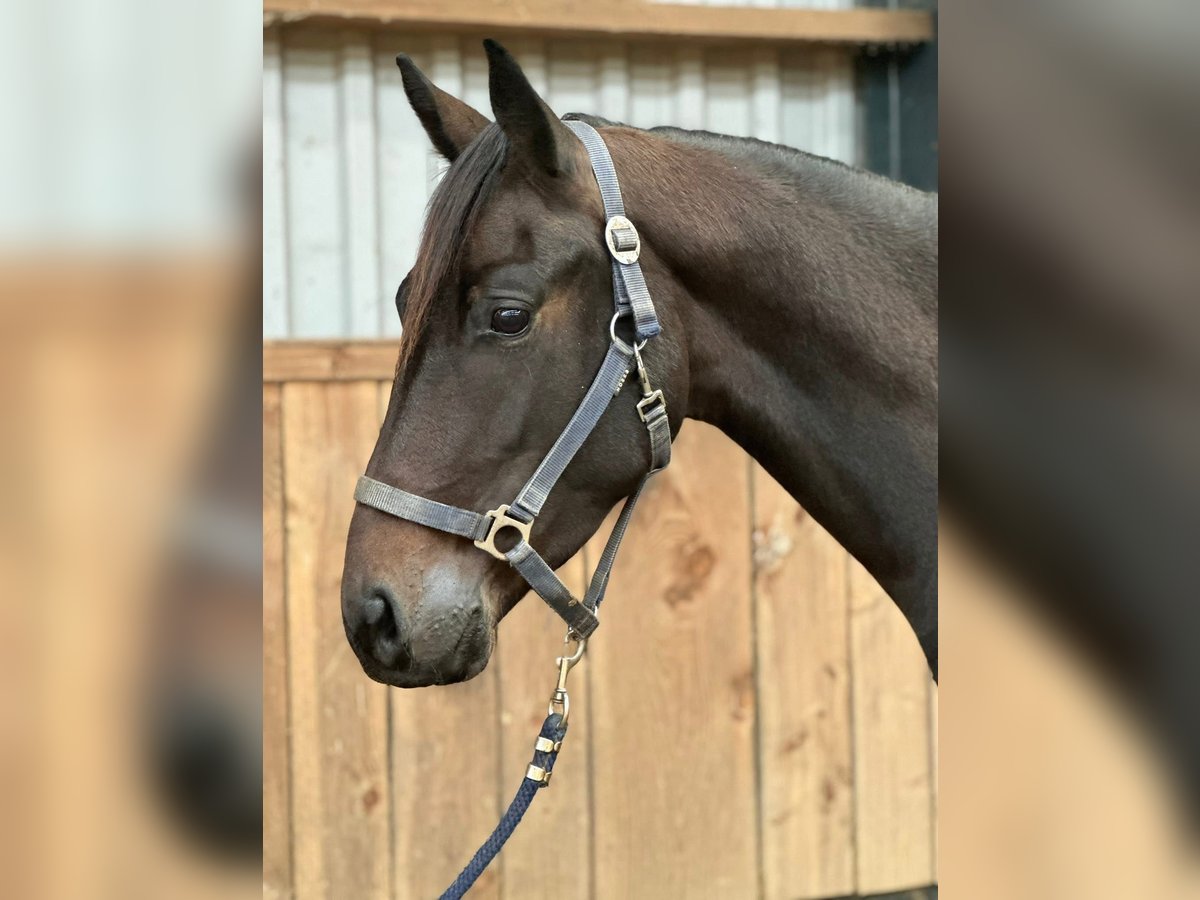 Anglo European Studbook Gelding 4 years 16,1 hh Brown in Kronberg im Taunus