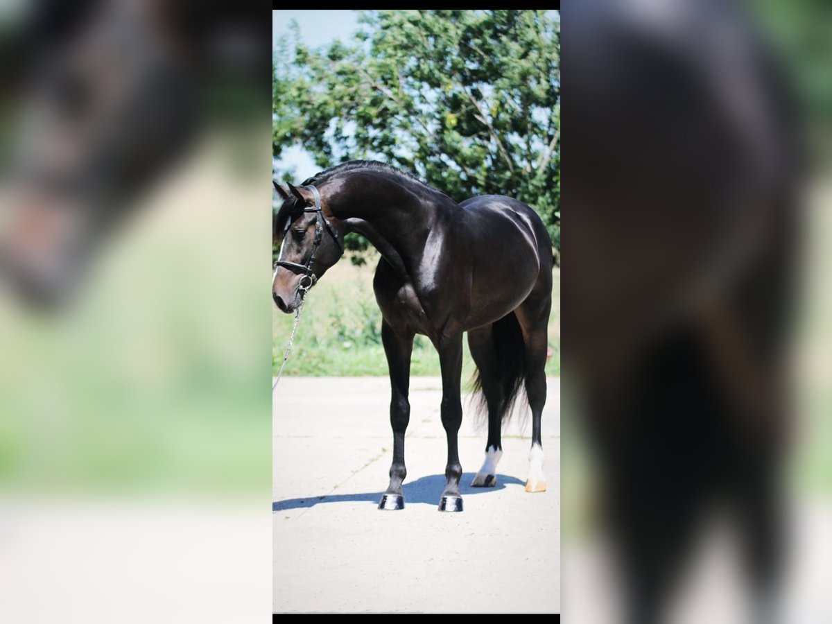 Anglo European Studbook Gelding 4 years 16,3 hh Bay-Dark in Aaltet