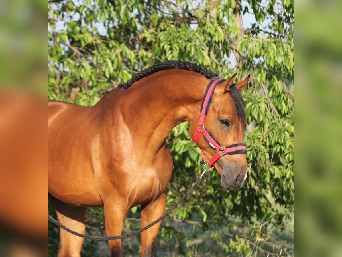 Anglo European Studbook Gelding 5 years 16,1 hh Brown in Baracs