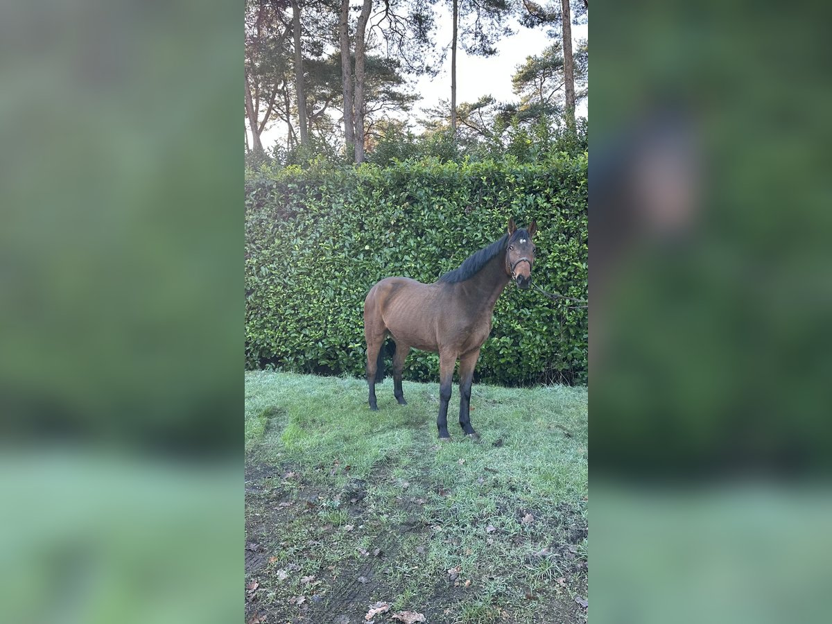 Anglo European Studbook Gelding 5 years 16 hh Brown in Zandhoven