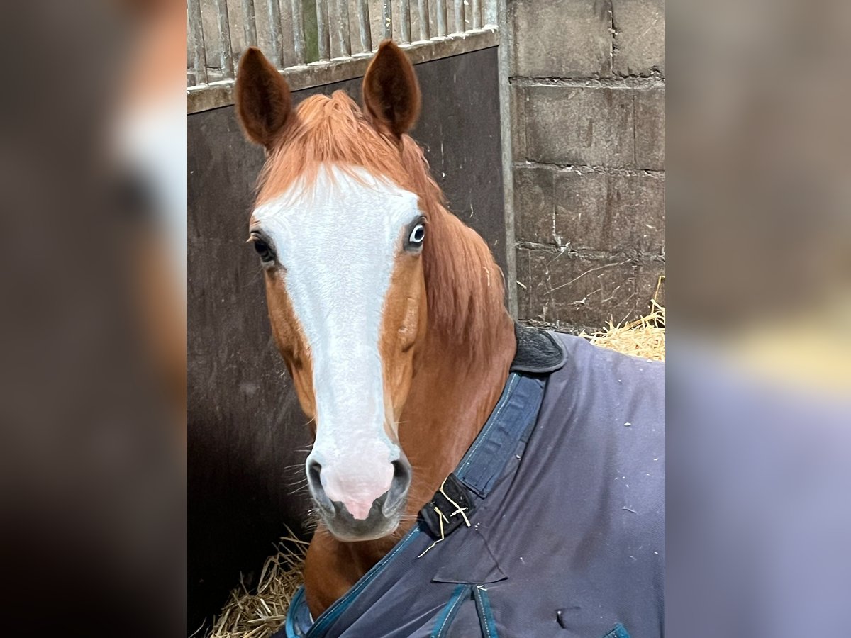 Anglo European Studbook Gelding 6 years 16,1 hh Chestnut-Red in Stokkum