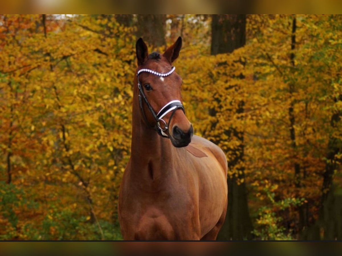 Anglo European Studbook Gelding 6 years 17 hh Brown in Gleichen