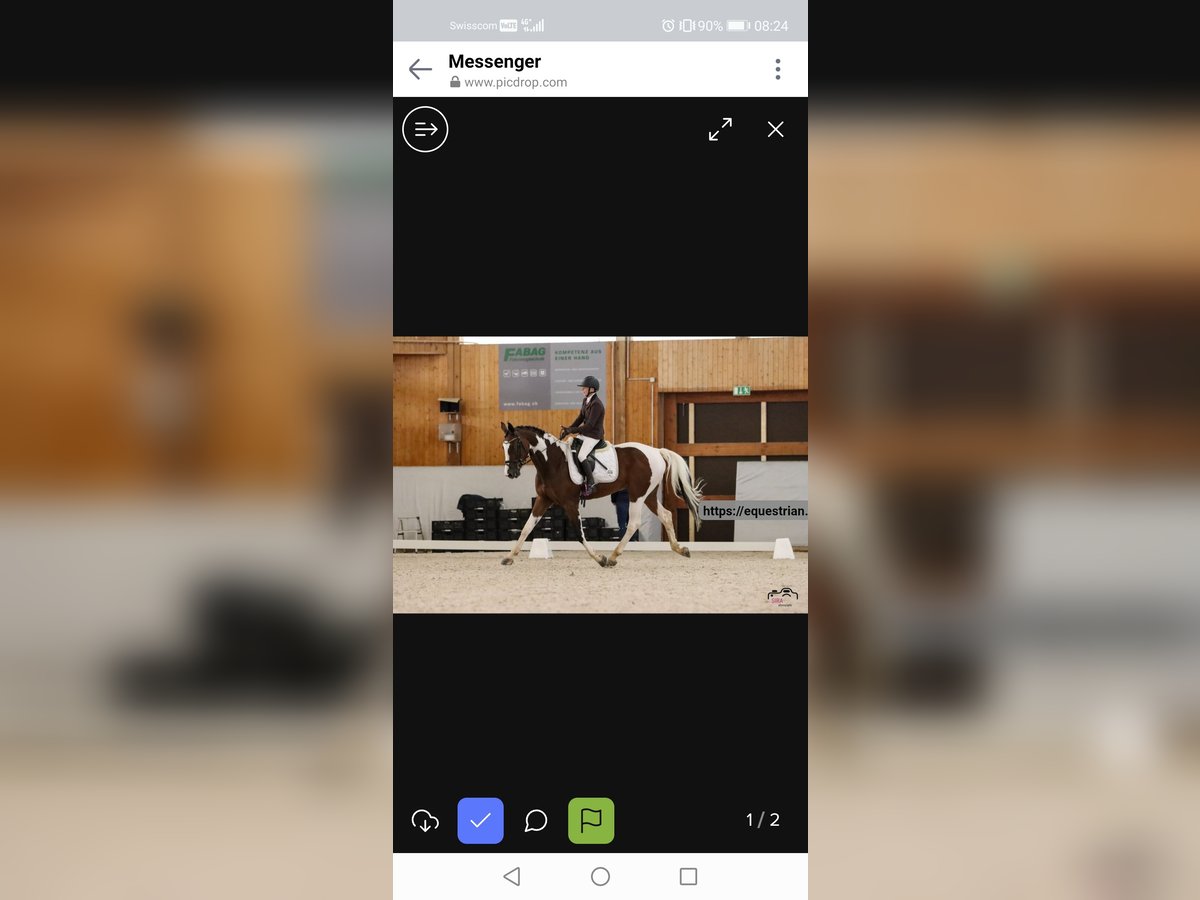 Anglo European Studbook Gelding 7 years 16,1 hh Pinto in Oberdiessbach Anglo European Studbook Gelding 7 years 16,1 hh Pinto in Oberdiessbach