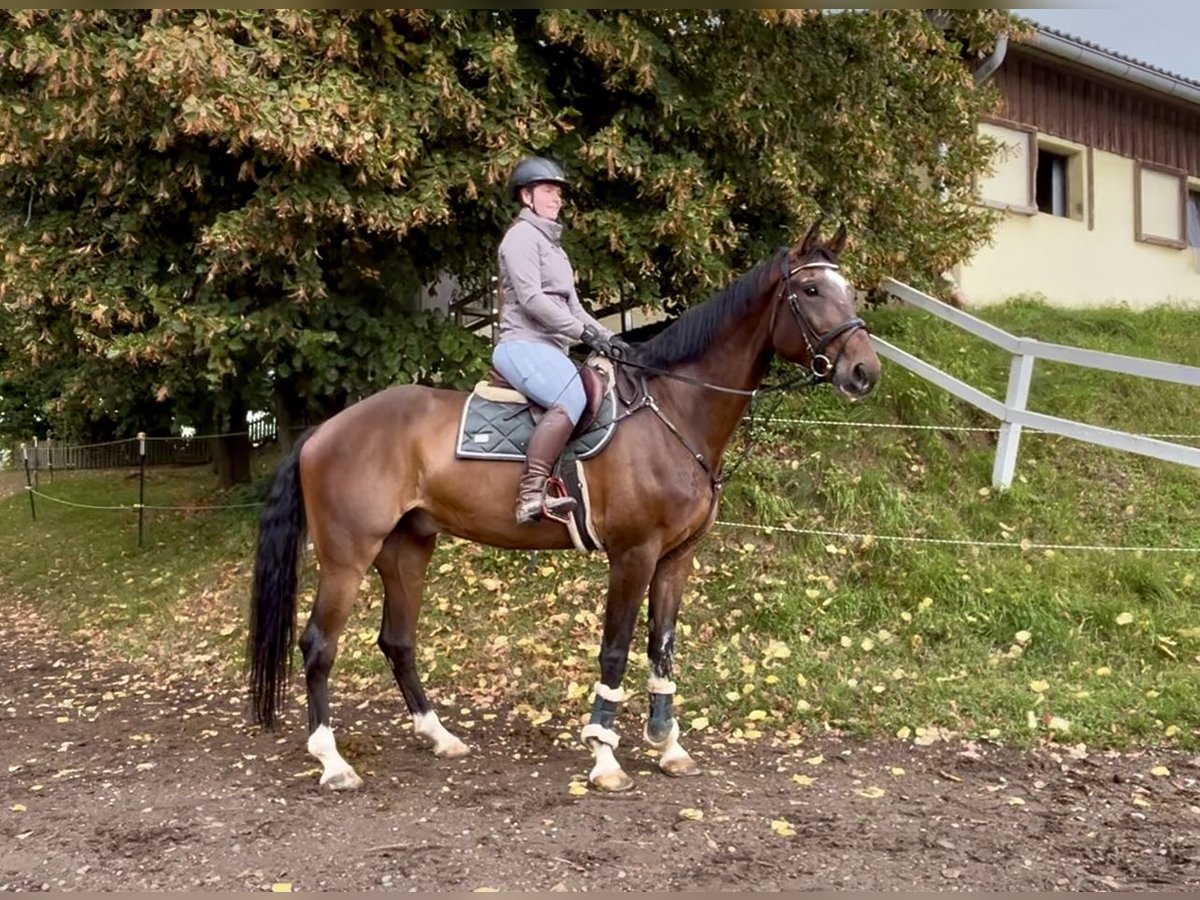 Anglo European Studbook Gelding 7 years 17 hh Bay-Dark in Pelmberg