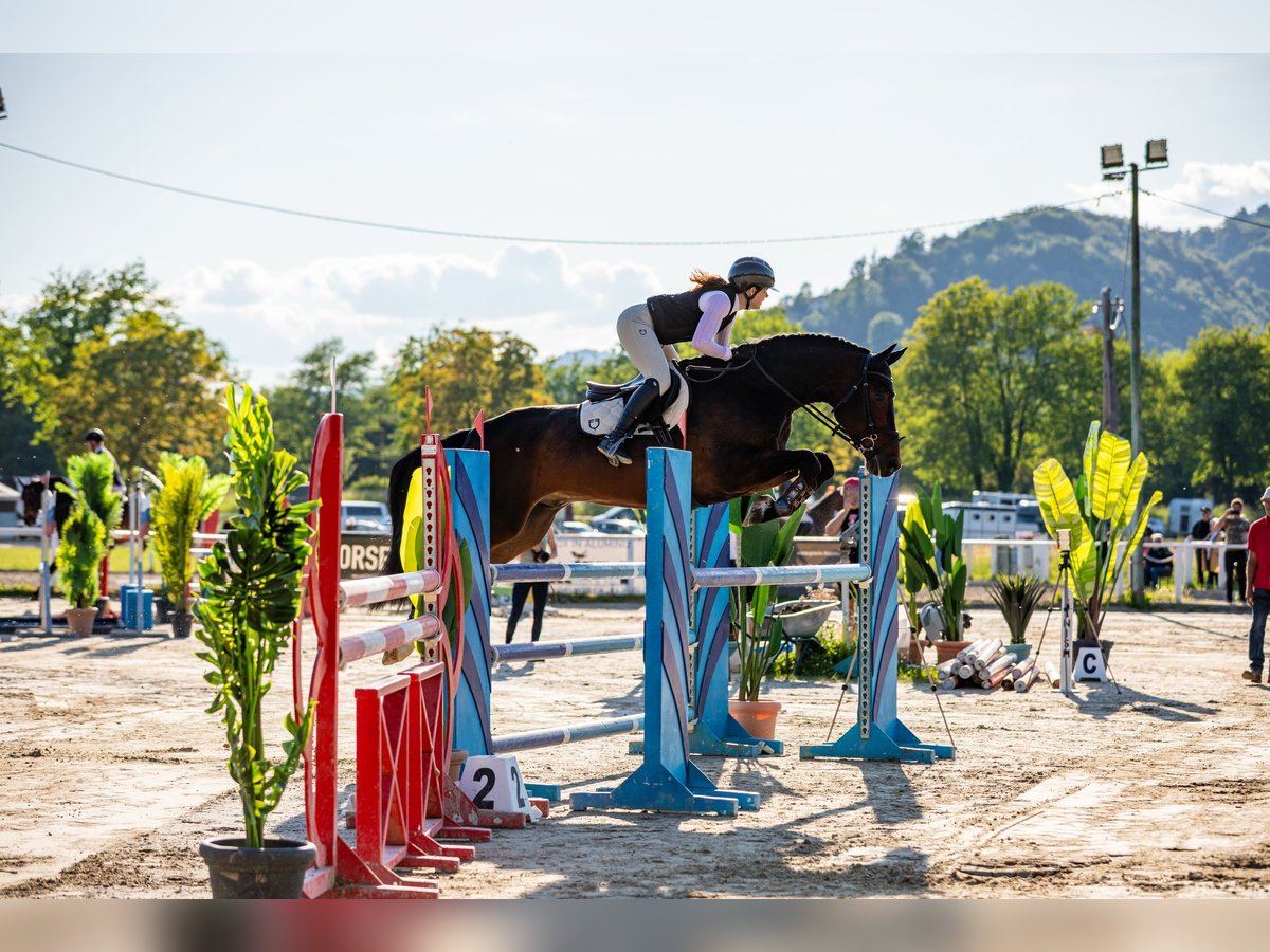Anglo European Studbook Gelding 7 years 17 hh Bay-Dark in Ljubljana