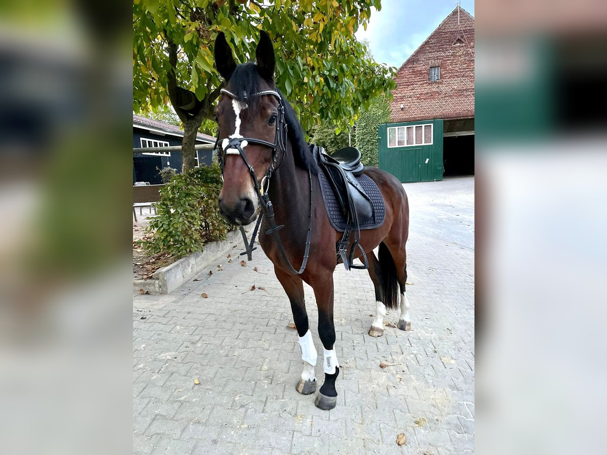 Anglo European Studbook Gelding 8 years 15,2 hh Brown in Dülmen