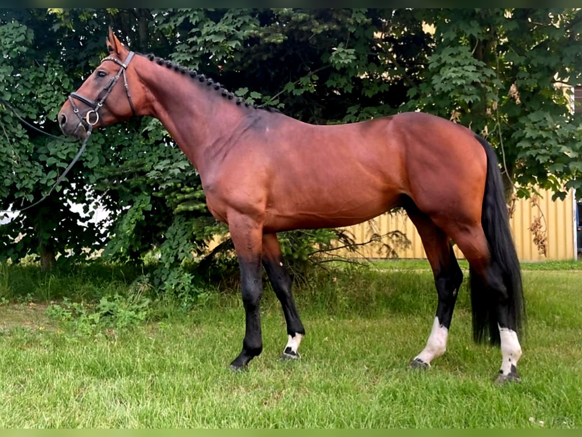 Anglo European Studbook Gelding 8 years 16,1 hh Brown in Toppenstedt