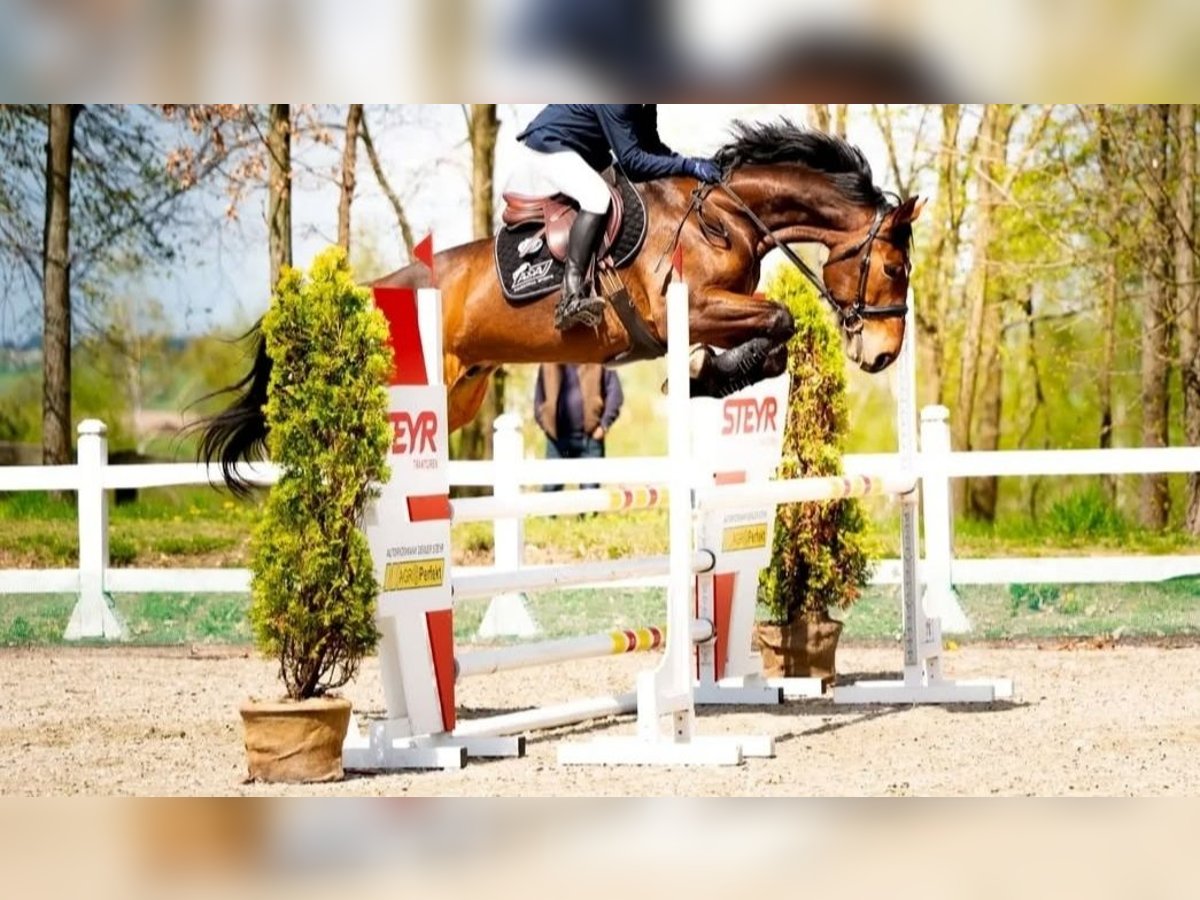 Anglo European Studbook Gelding 8 years 16,2 hh Brown in Nowy Dwór Gdański Anglo European Studbook Gelding 8 years 16,2 hh Brown in Nowy Dwór Gdański