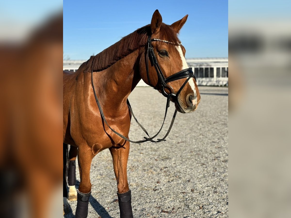 Anglo European Studbook Gelding 9 years 16 hh Chestnut-Red in Freudenberg Anglo European Studbook Gelding 9 years 16 hh Chestnut-Red in Freudenberg