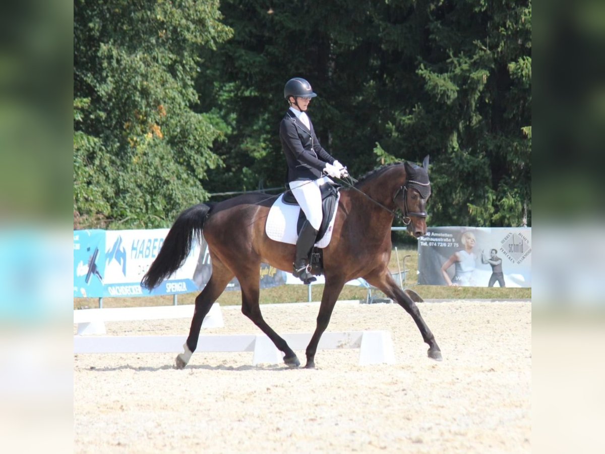 Anglo European Studbook Gelding 9 years 16,1 hh Brown in St. P&#xF6;lten-Hart