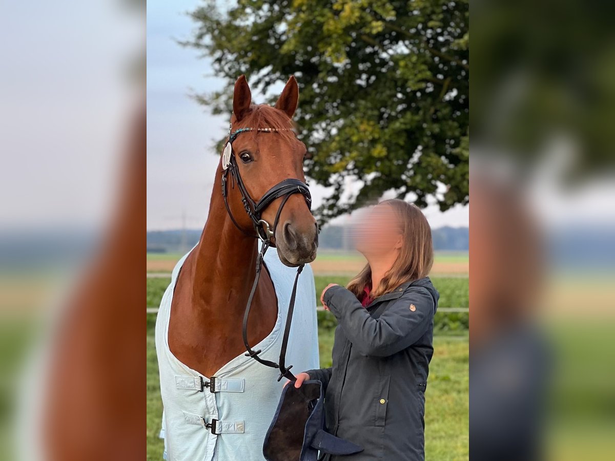 Anglo European Studbook Gelding 9 years 16,1 hh Chestnut-Red in Erkelenz