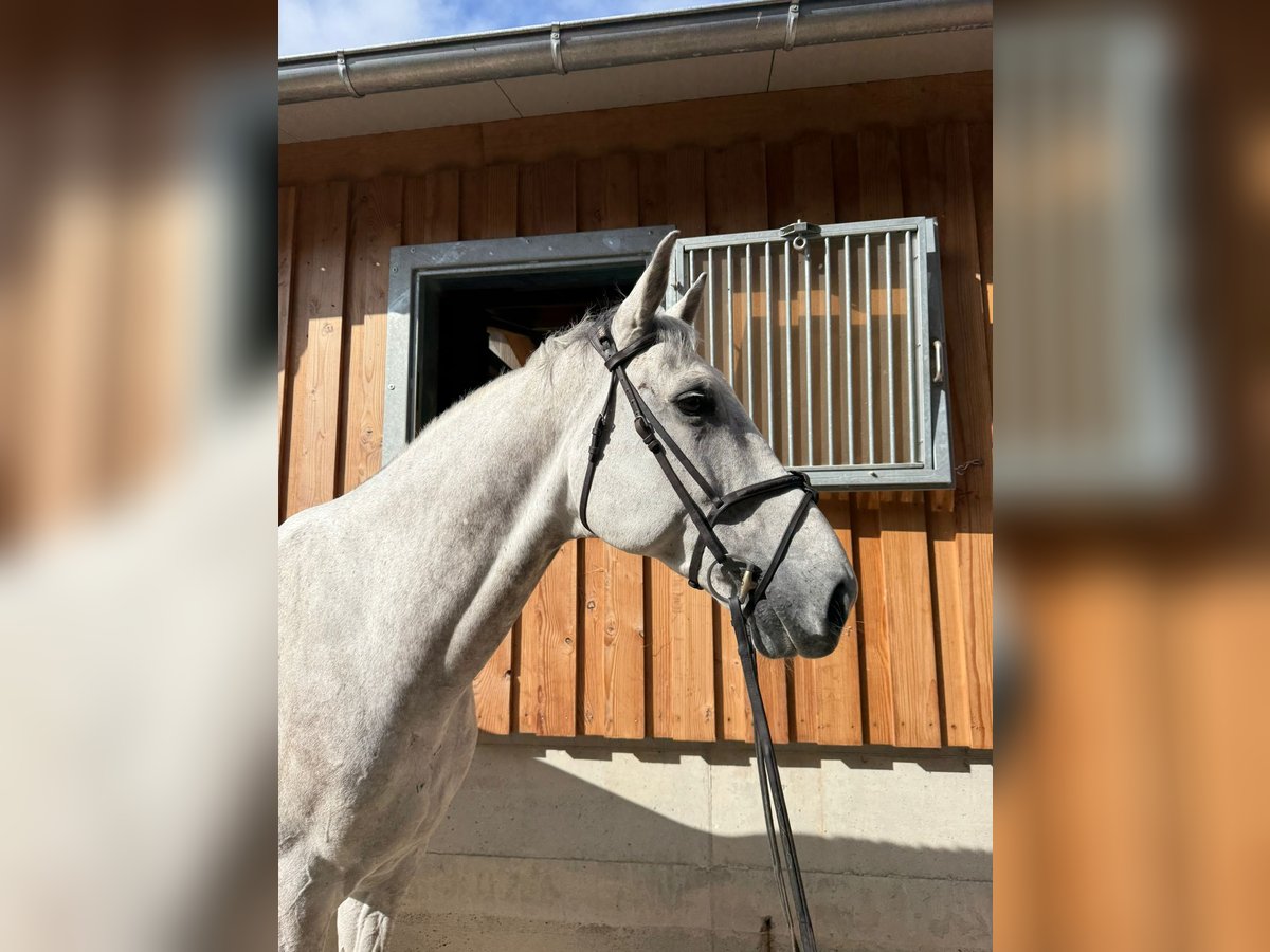 Anglo European Studbook Gelding 9 years 17 hh Grey in Kirkel