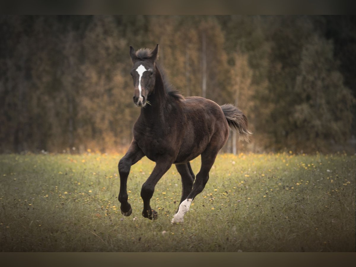 Anglo European Studbook Hengst 1 Jahr 175 cm Schwarzbrauner in Olsztyn