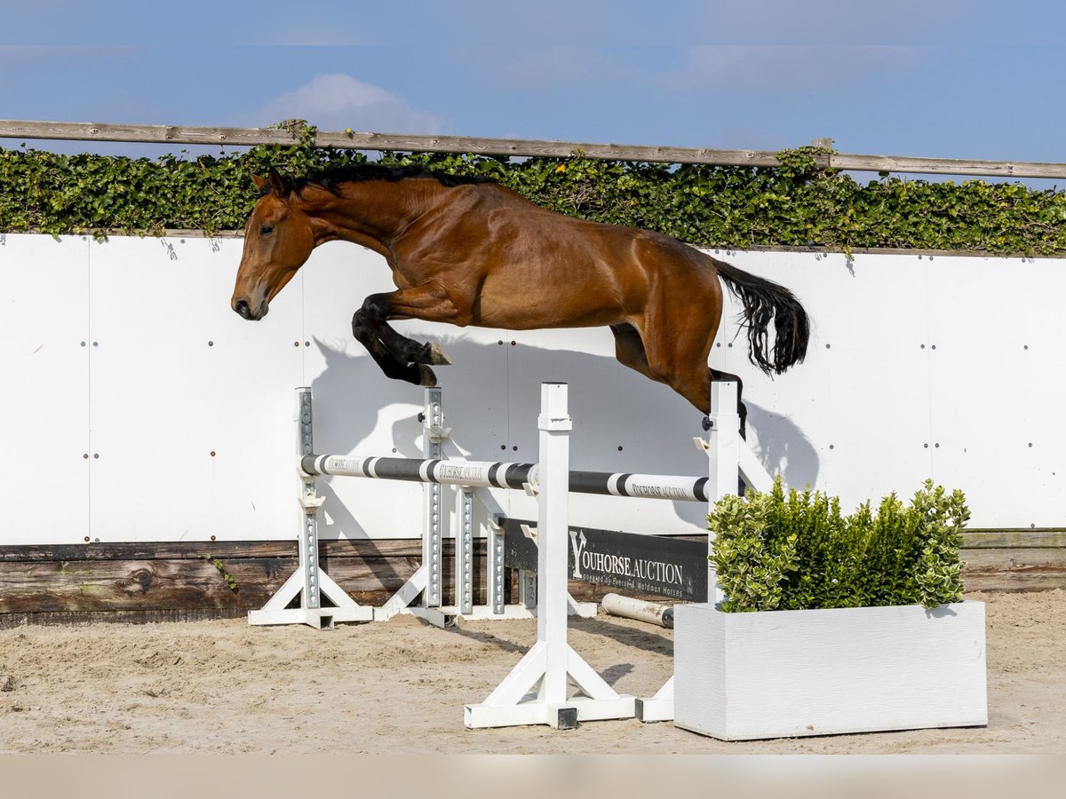 Anglo European Studbook Hengst 2 Jahre 155 cm in Waddinxveen