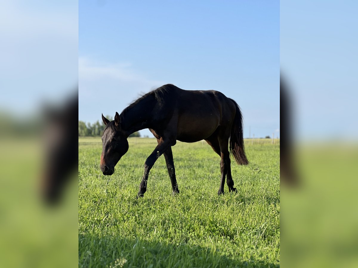 Anglo European Studbook Hengst 2 Jahre 158 cm Schwarzbrauner in Nowe MiastoWinnica
