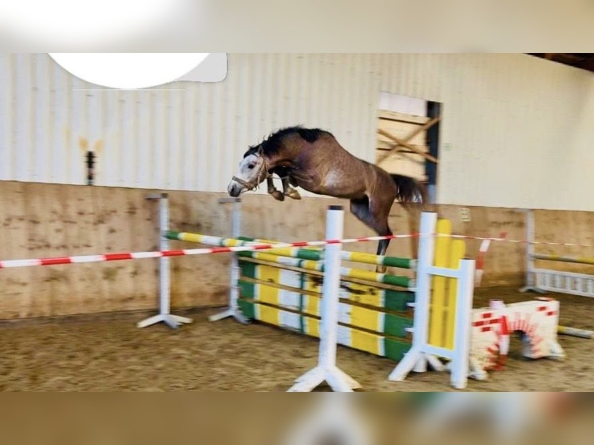 Anglo European Studbook Hengst 3 Jahre 144 cm Schimmel in Welver