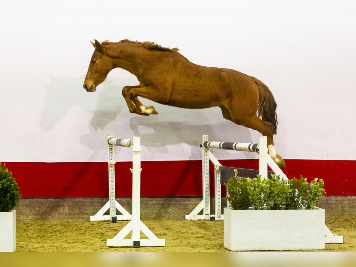 Anglo European Studbook Hengst 3 Jahre 161 cm Fuchs in Waddinxveen