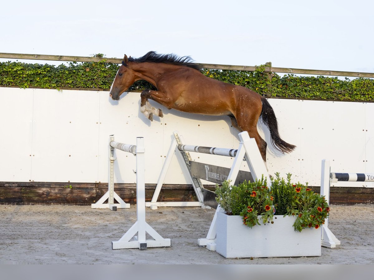 Anglo European Studbook Hengst 3 Jahre 163 cm Brauner in Waddinxveen