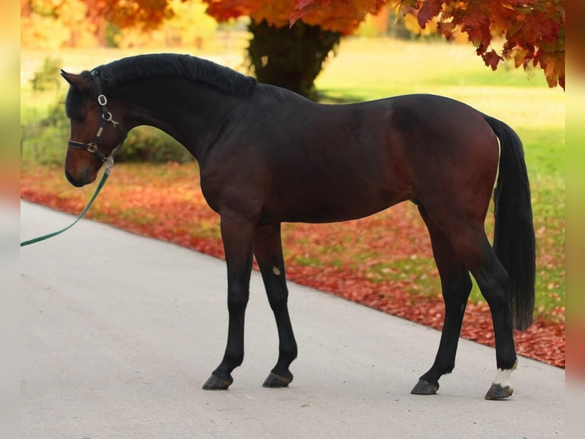 Anglo European Studbook Hengst 4 Jahre 170 cm Brauner in Halbenrain