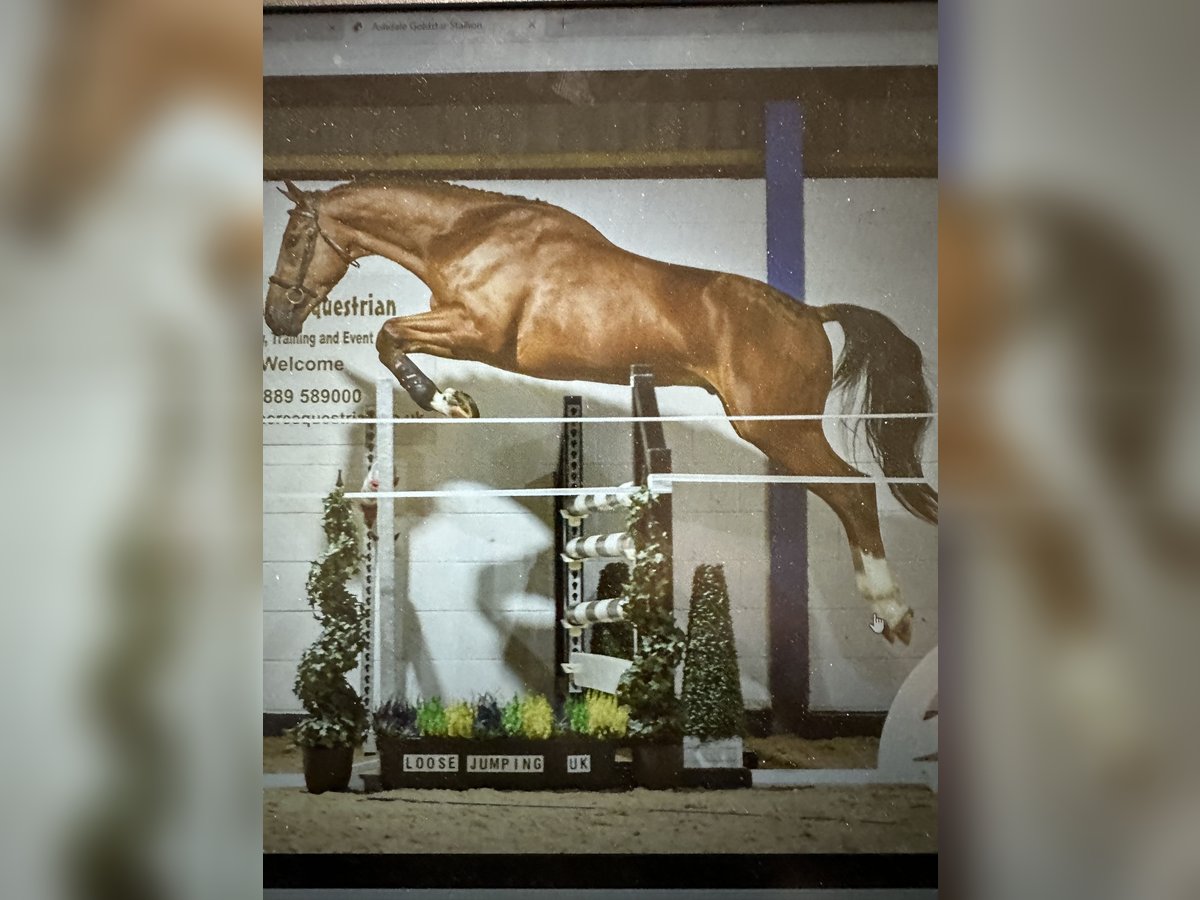 Anglo European Studbook Hengst 9 Jahre 170 cm Brauner in Bad Kreuznach