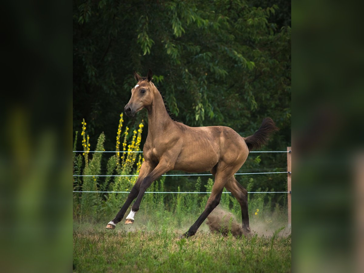 Anglo European Studbook Hengst Fohlen (01/2025) 170 cm Buckskin in Ewelin