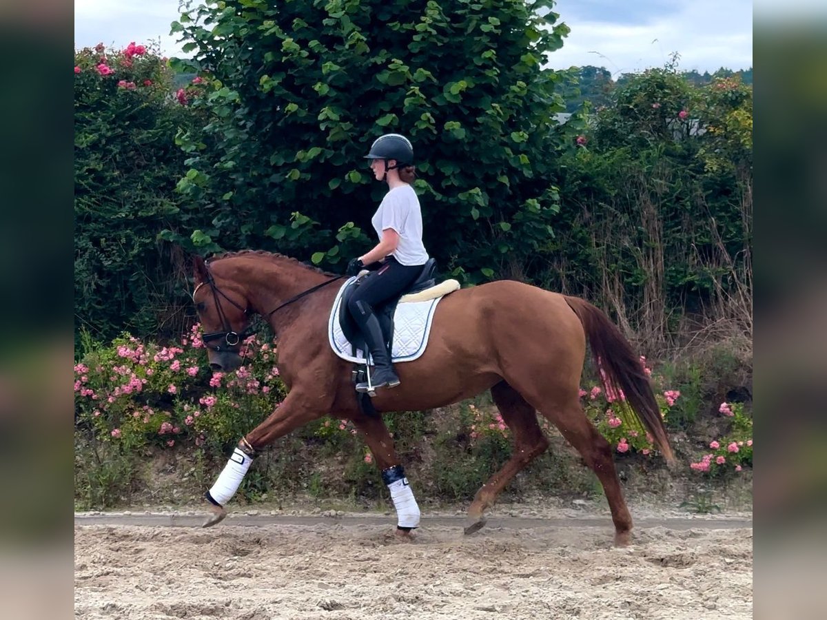 Anglo European Studbook Klacz 3 lat 165 cm Kasztanowata in Einbeck