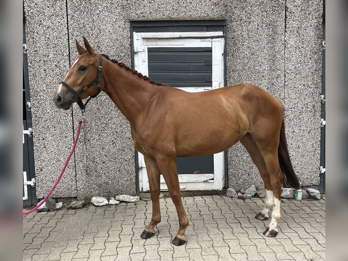Anglo European Studbook Klacz 5 lat 160 cm Kasztanowata in Hamm