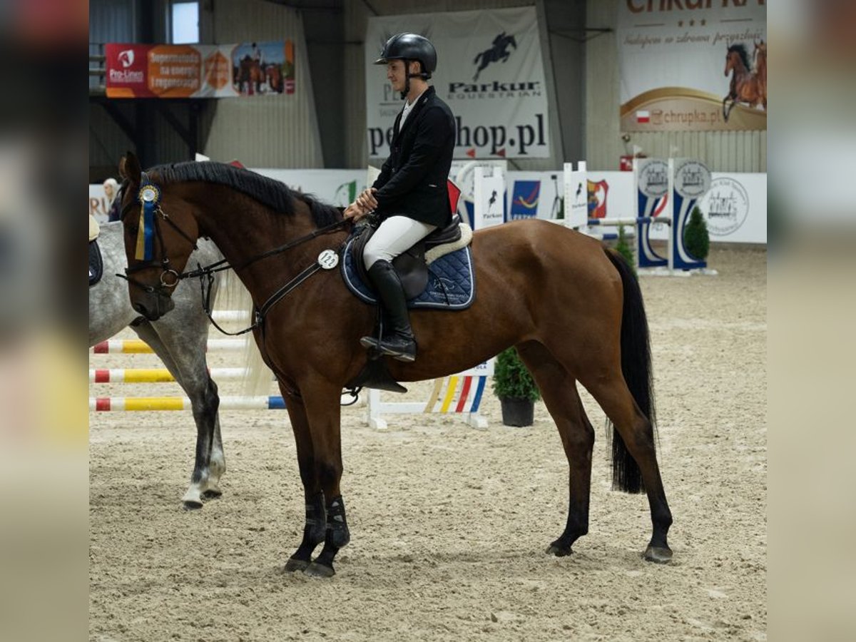 Anglo European Studbook Klacz 5 lat 170 cm Gniada in Wojnarowice, Dolnośląskie