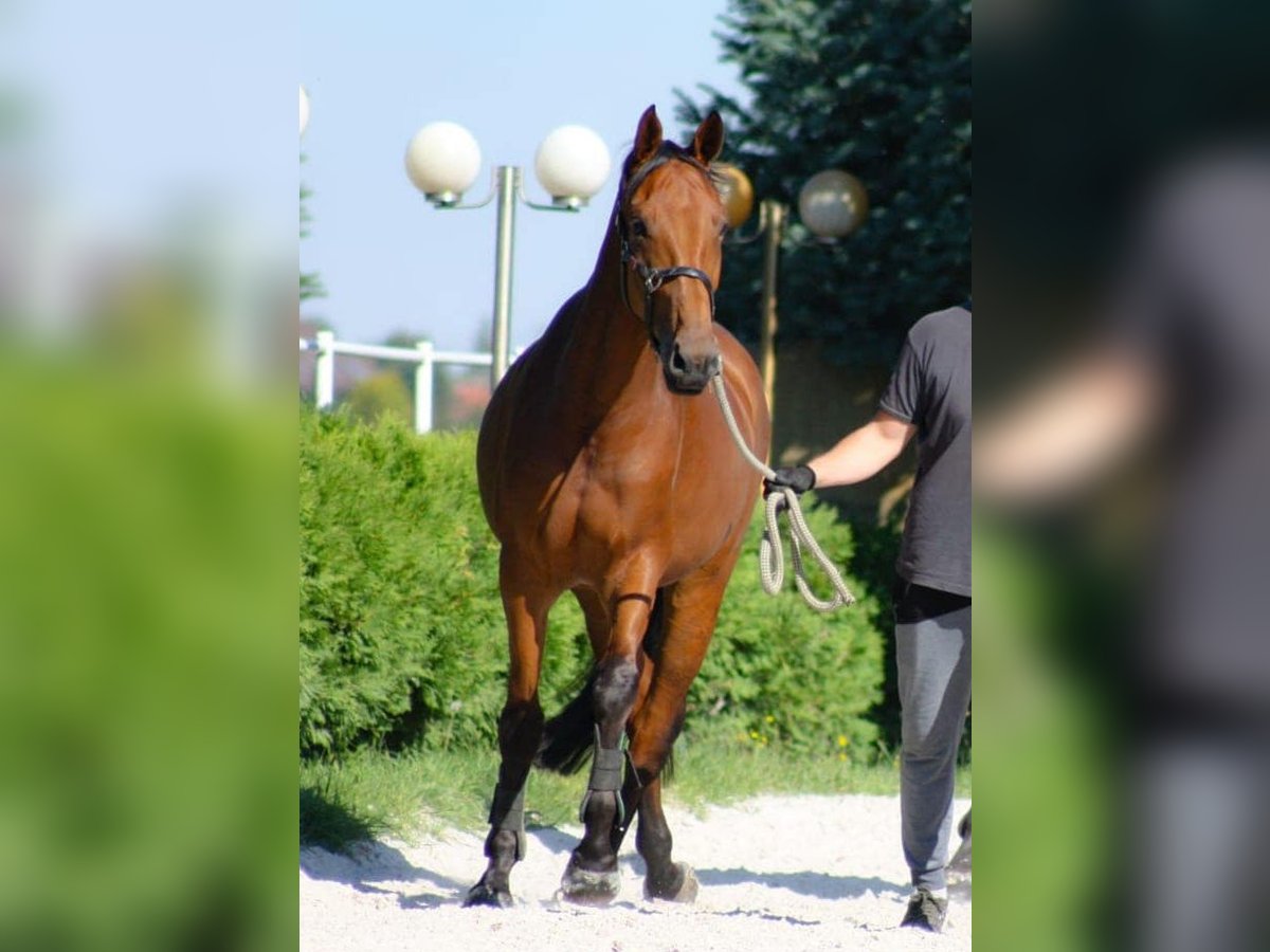 Anglo European Studbook Klacz 5 lat 170 cm Gniada in Wojnarowice, Dolnośląskie