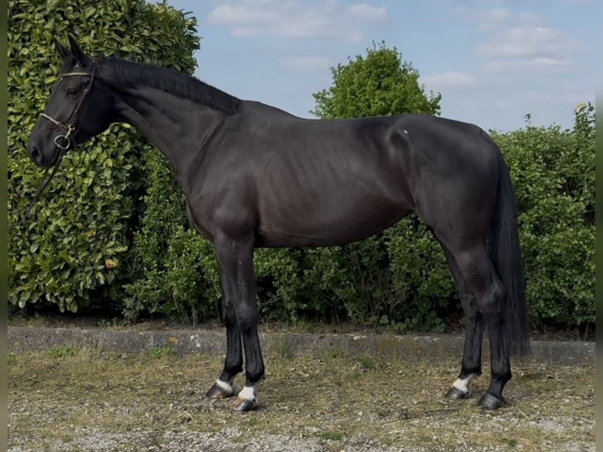 Anglo European Studbook Klacz 5 lat 170 cm Kara in Oud Gastel
