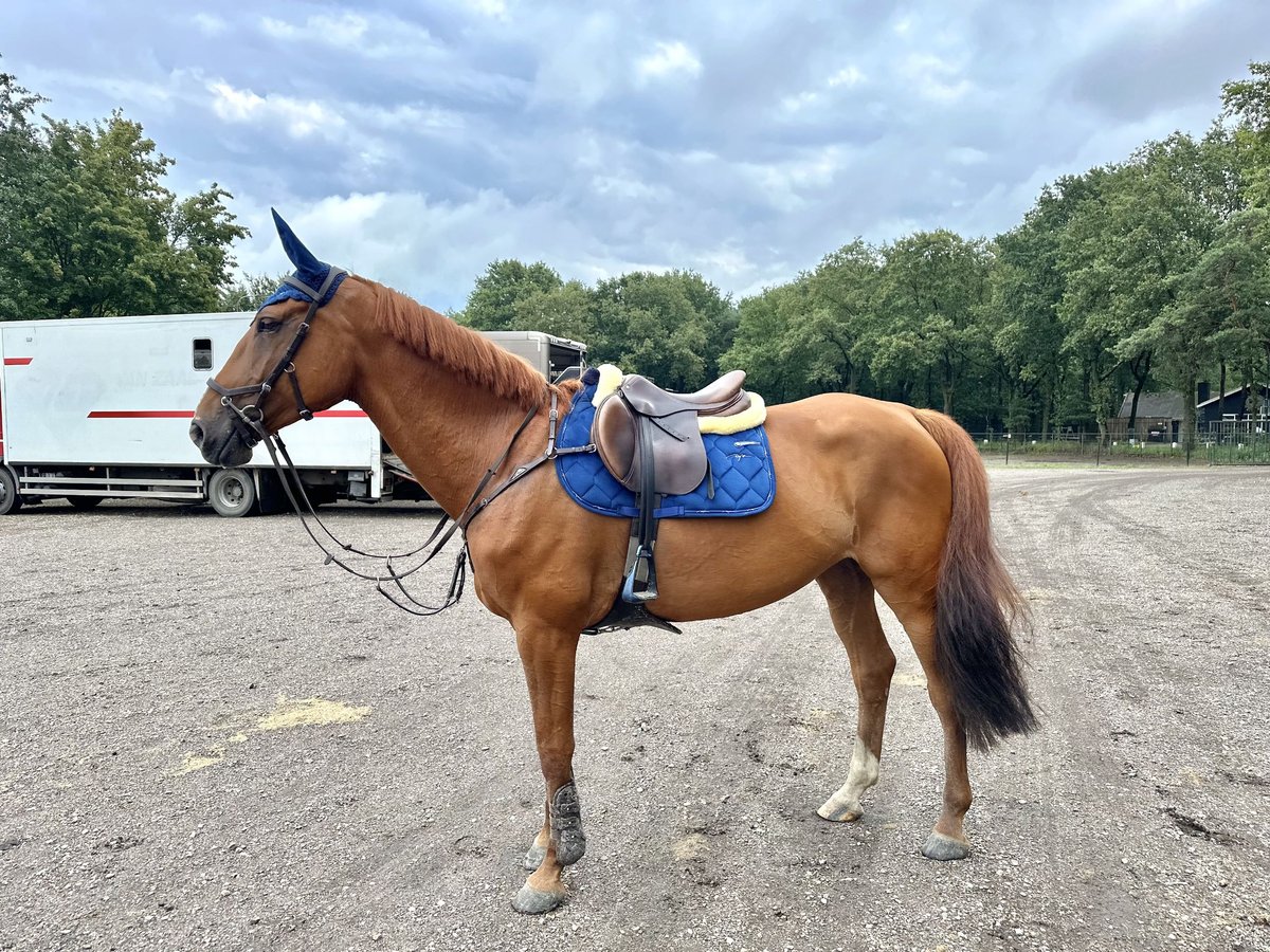 Anglo European Studbook Klacz 7 lat 167 cm Kasztanowata in Breda