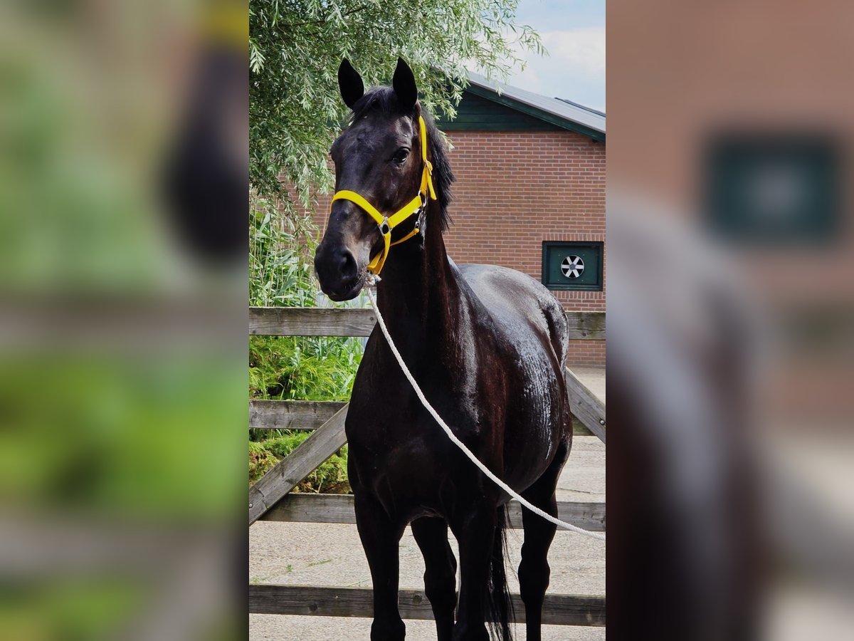 Anglo European Studbook Mare 11 years 16,1 hh in Someren