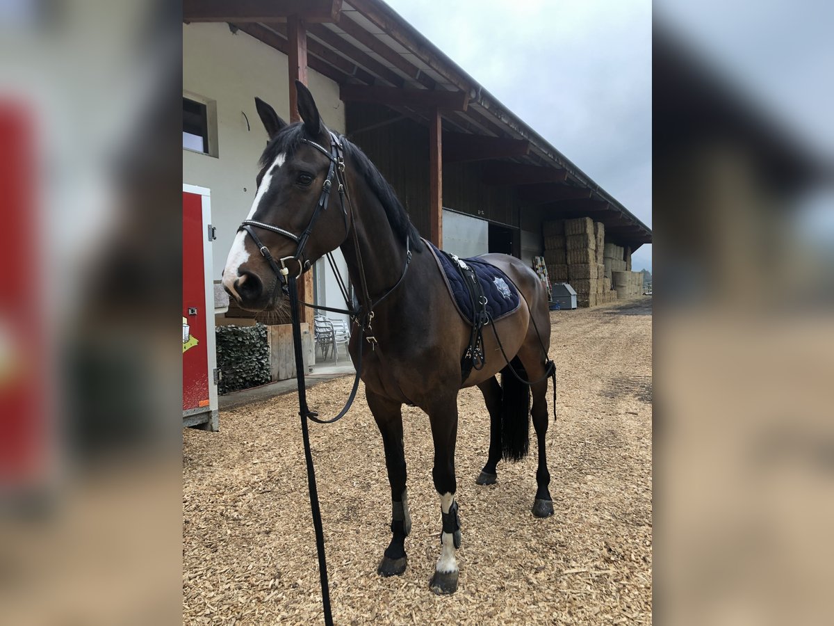 Anglo European Studbook Mare 14 years 16,2 hh Brown in Sonceboz