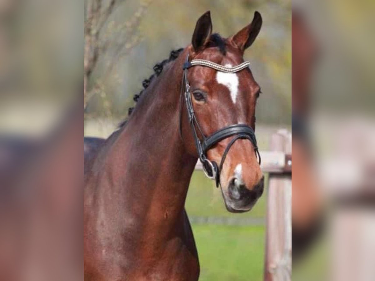 Anglo European Studbook Mare 18 years 16,1 hh Brown in Weelde