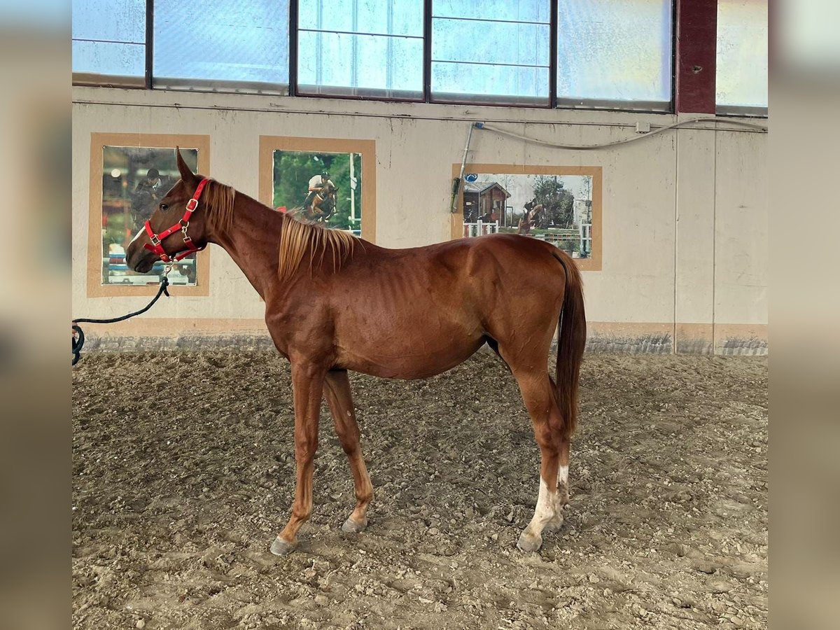 Anglo European Studbook Mare 1 year 13,1 hh Chestnut-Red in GROTE-BROGEL