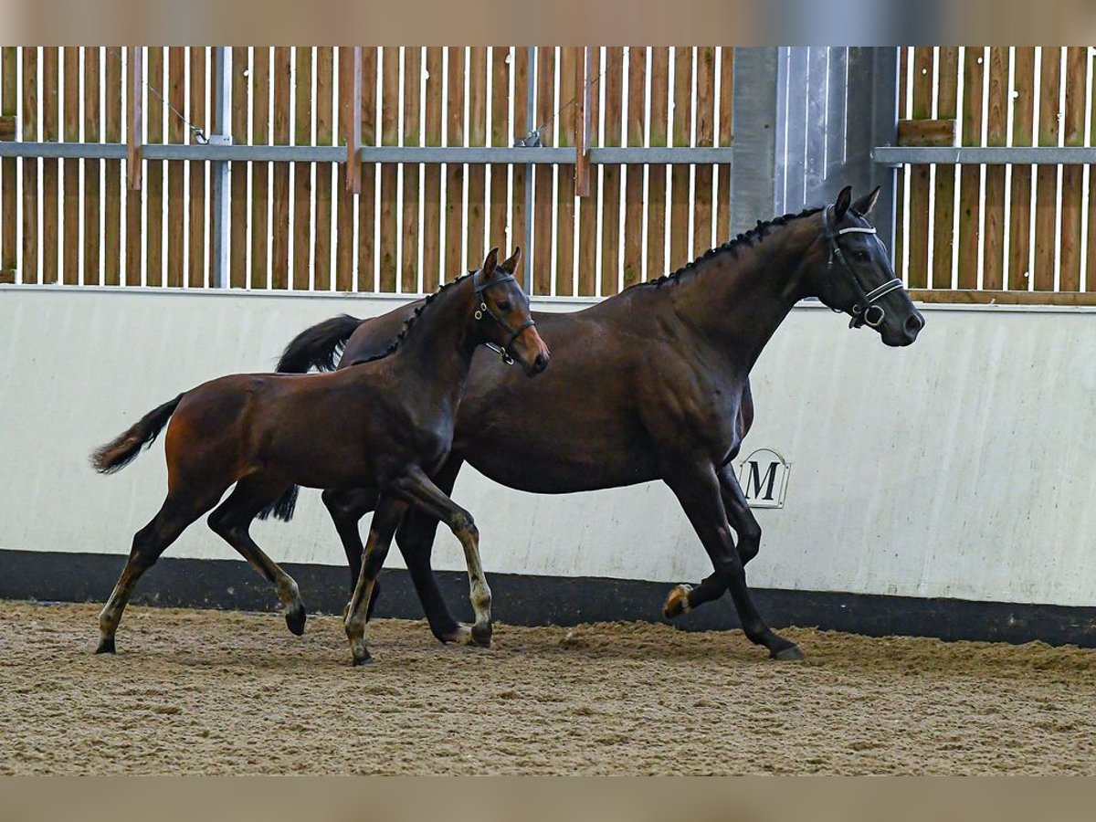 Anglo European Studbook Mare 1 year 16 hh Brown in Stafford