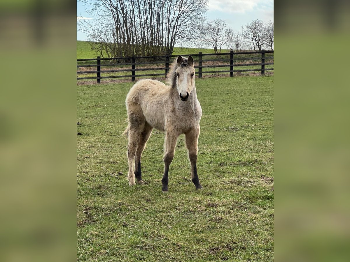 Anglo European Studbook Mare 1 year 16 hh Buckskin in Settle
